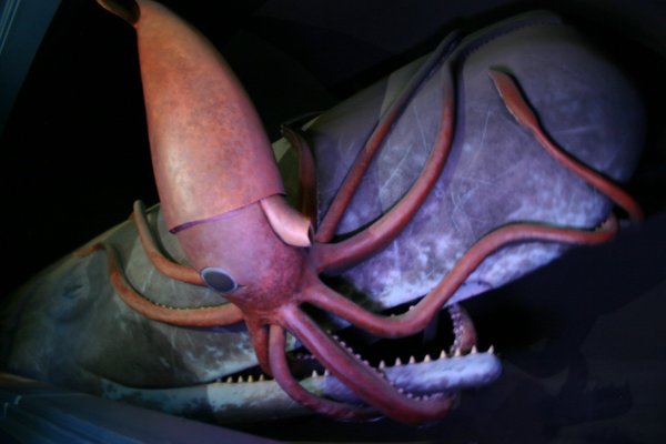 Kraken 20at net