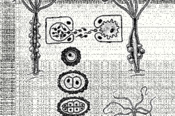 Кракен короткая ссылка