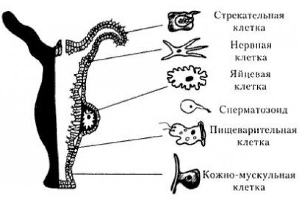 Кракен шоп нарк