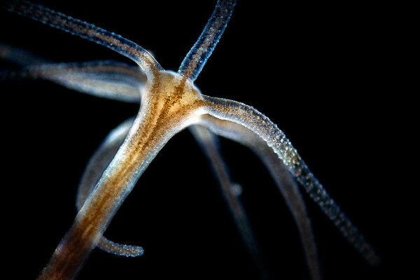Kraken forum